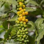 Jak pěstovat kávovník v bytě: Kompletní průvodce