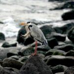 Rozmnožování Kakaovníku Pravého: Jak na To