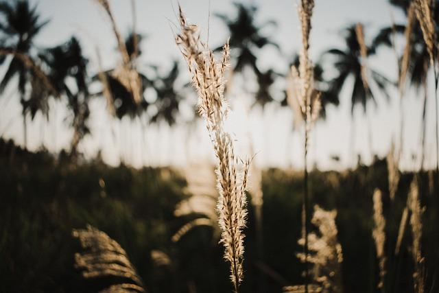 Kvalitní půda pro bohatý a chutný úrodu kávy