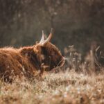 Jak zachránit kávovník: S.O.S. průvodce pro vaši rostlinu