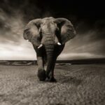 Afrika kávovník: Prozkoumejte kolébku kávy 12 Afrika kávovník: Prozkoumejte kolébku kávy