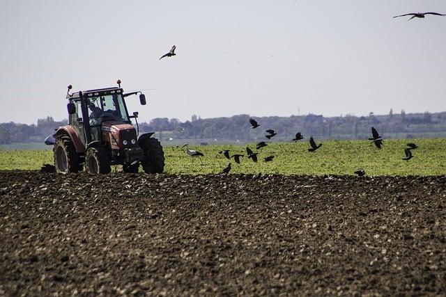 Coffea arabica L kávovník arabský: Průvodce pro milovníky kávy 3 Jak pěstovat kávovník arabský doma