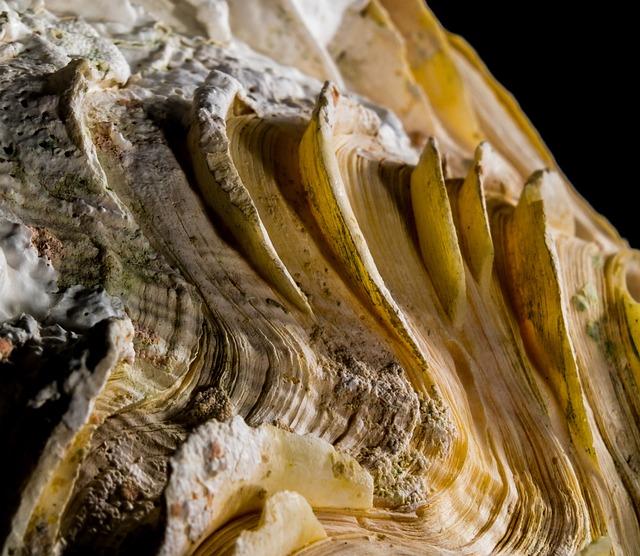 Jak funguje​ filtr vodního ⁣kamene a‌ proč je důležitý⁣ pro ⁢vaše‍ espresso?