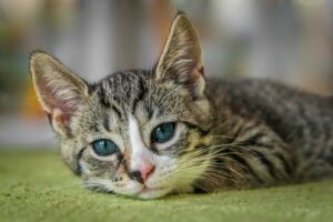 Domácí šlehačka do kafe: Jak na ni krok za krokem