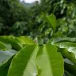 Jak se množí kávovník: Tajemství úspěšného rozmnožování