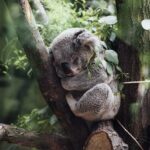Koala a kávovník: Nečekaní přátelé v přírodě