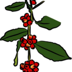 Kávovník arabický: Průvodce pro začínající pěstitele