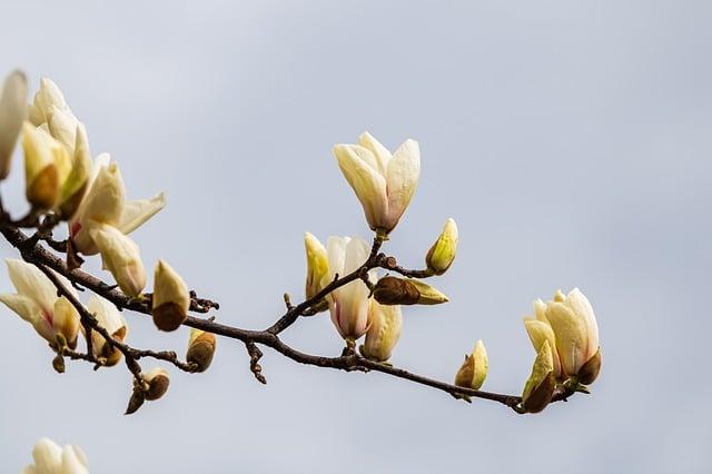 Proč je kafe nakyslé? Odpovědi, které potřebujete znát 5 Ochrana před nakyslou kávou: doporučení a tipy
